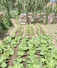 ļɲԭֱˣǴĽ̫ʢ˰