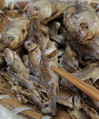 ��С�ͺ���һ�ڣ�С��ը����ó��ˣ��������¹�ͷ