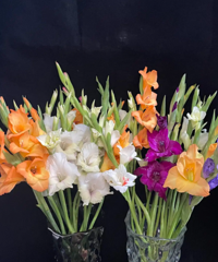 �����ʺ���ʲô����������