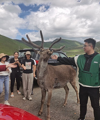 91175CMĴҵ飬ϣԷ160