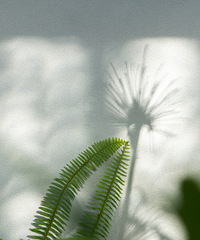 ����ֲ�����濴��������!