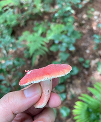 ɽ�ϱ���ͼ��