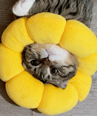 92��157CM�ɷ������й�����С������飬����3ֻè