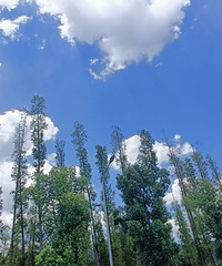 90갮¶Ӫĸ飬ϣԷ87~95