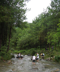 ���ӻ��������ͽ��ˣˮ��ɭ��ͽ��