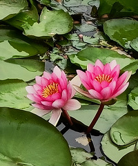 90갮Լݺ¶Ӫĸ飬ϣԷ87~95