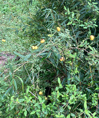 ��˵���Ǵ��棬������ô�ԣ�Ҫ���