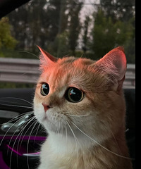 ����ֿ����ˣ�