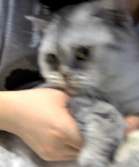 88��������й�������Ы��С������飬����һֻè