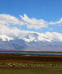 90갮Լݺ¶Ӫĸ飬ϣԷ87~95