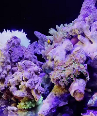 在家布置了一个海洋角落,可以治愈一天的不开心