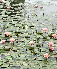 88��158CMҽ�ƻ�����ҽ����Ա���飬ϣ���Է����Ľ���