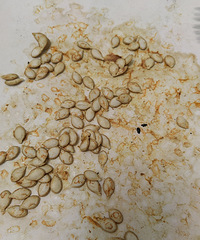 �þ�û�Թ��Ϲ����ˣ�����