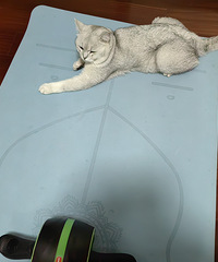 �и��ල���˶���ë������ʲô����