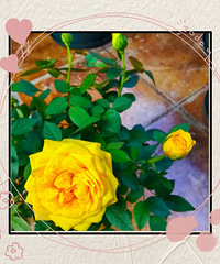 �����黭ʫ�ƻ����������ν��ײ裬һ��ʫ��һ���̻�