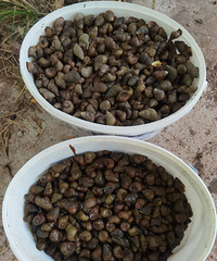 �ϼҾ��ǰ��ݣ��ص��ϼҲ�������˿�����Ǵ����棬���о��ǺȲ�