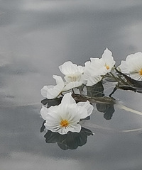 90갮Լݺ¶Ӫĸ飬ϣԷ87~95