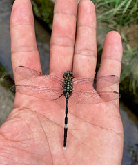 ��˵���ϼ�������һ�У����������ϵ�����