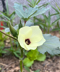 ������ʹ��ˣ���Ȼ�ͻᰮ���ֲˣ����������ѿ���