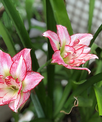 �¼�����ʧ�ܣ������ʣһ�ã�����������ܺ���