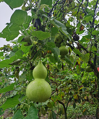 ����ŵ���ͽ