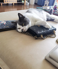 ����լ�����������