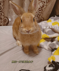 91��160CM�Ĳ���С������飬ϣ���Է�������