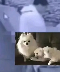 1刑3停!森防不雅后续:视频曝光