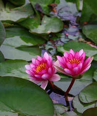 90갮Լݺ¶Ӫĸ飬ϣԷ158