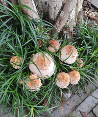 ·�߿�����Ģ�����ܳ���