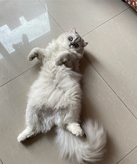 94���ʨ�����������飬ϣ���Է������ȶ�