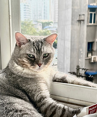 94��163CM����һֻè���������飬ϣ���Է�����175����