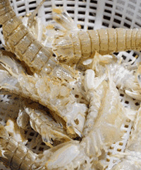 տı͹ˣοʳ࣬泯̫