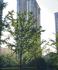 ����ʲôʱ��ſ���֧����ת��˳λ��Ѻ����