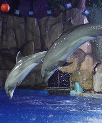 �ֺ��ֶ��ĻʼҴ���Ϸ�ͺ������̫�����ˣ�����һƿ��ȪˮҪ8��