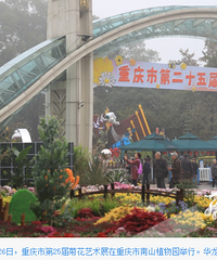 20万盆多彩菊花亮相南山植物园