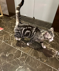 һ������ţ��ſ�����һֻСè��