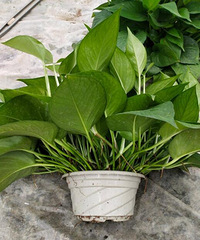 һ˵˵Щܷڼﲻɹ̫Ҳֲ