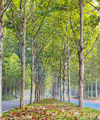 ԼһȺС�������յĹ�����������ͩ��������컨��������