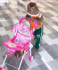 ������ֵ�����޽�ӡ������29������èëȦ��Ͳ��5˫15