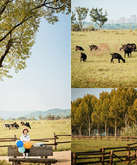 ֵ��Nˢ����������������������չ���