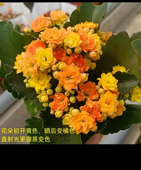 91��165CM�Ļ��С������飬ϣ���Է�����170����