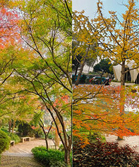 ������ֲ��԰ɫ�ʷḻ������Ư��