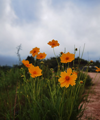 ʺϾۻĺõطˣ¶࣬ܲժ¶Ӫ