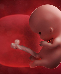 ������̥�̶�����ô�����ģ���������˵Ҫ��������