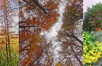 ֱͽ·ߣɽƺĸоܴҰ