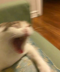 ��һ����ҪһЩ�������èè����