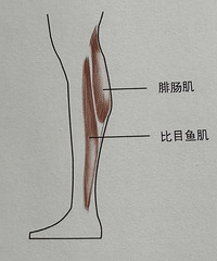 想瘦小腿的进!这个逻辑你懂了之后,才能真正达到想要的效果