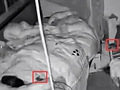 老人家里老鼠乱窜