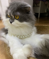 ���������ҵ���ⱦ��è��������������